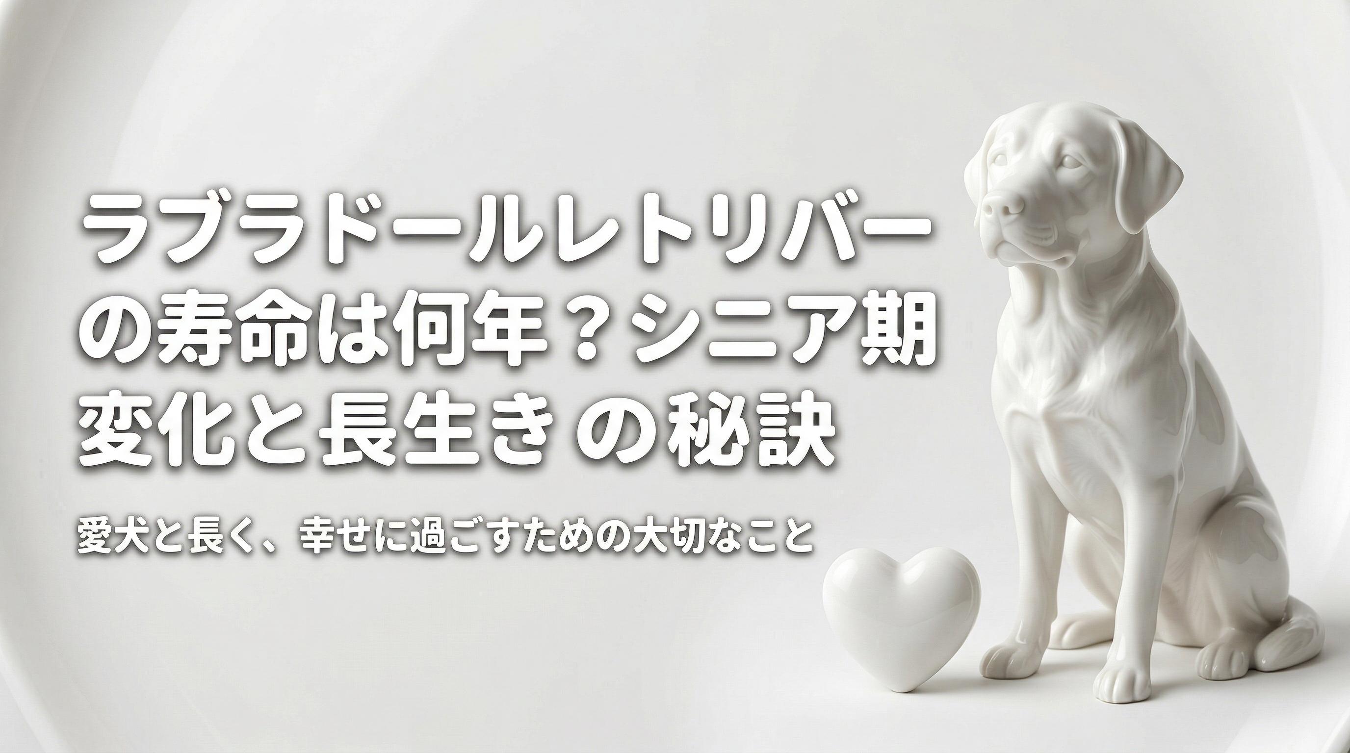 ラブラドールレトリバーの寿命は何年?シニア期の変化と長生きの秘訣