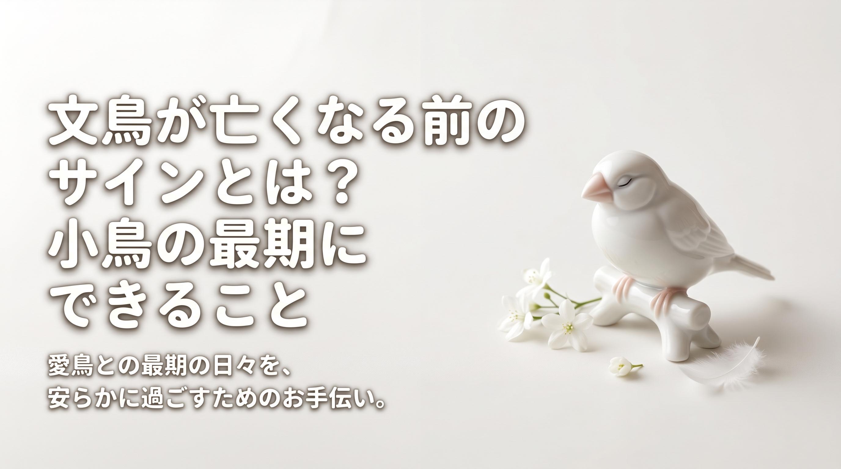 文鳥が亡くなる前のサインとは?小鳥の最期にできること