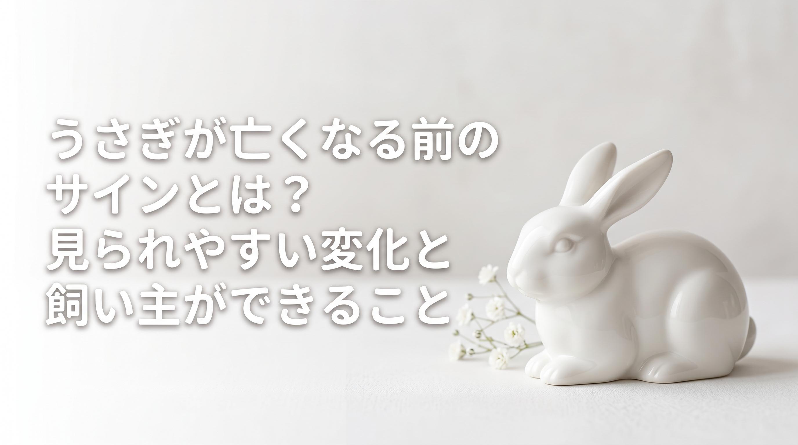 うさぎが亡くなる前のサインとは?見られやすい変化と飼い主ができること