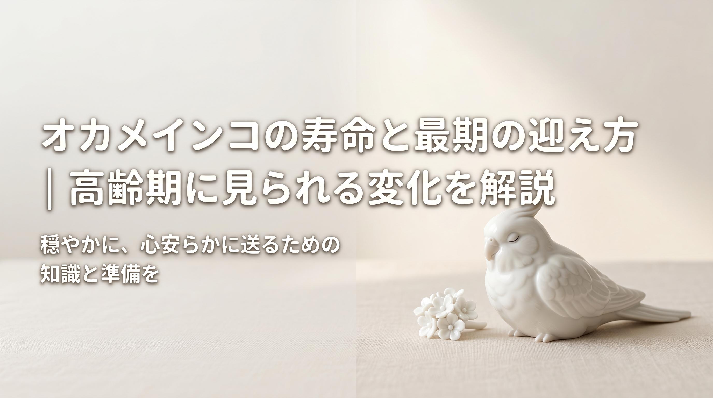 オカメインコの寿命と最期の迎え方|高齢期に見られる変化を解説