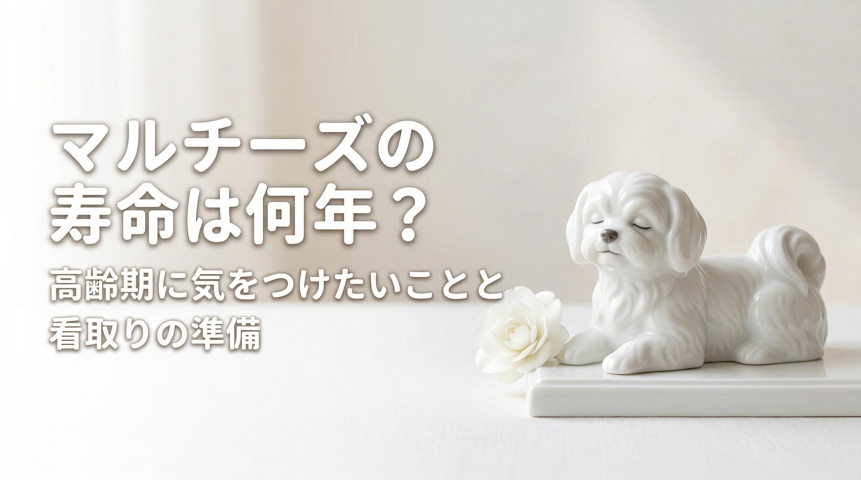 マルチーズの寿命は何年?高齢期に気をつけたいことと看取りの準備